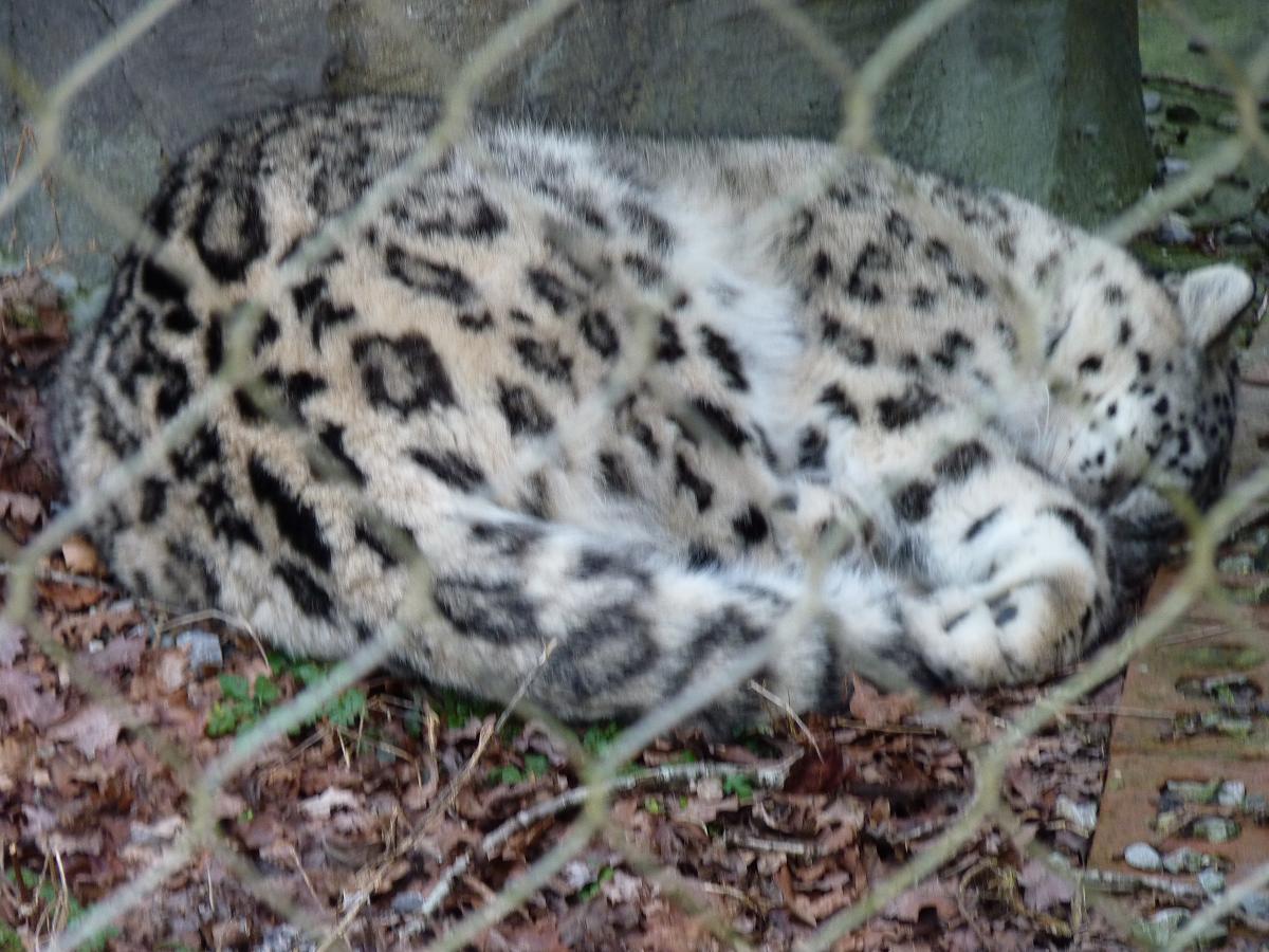 Irina the Snow Leopard