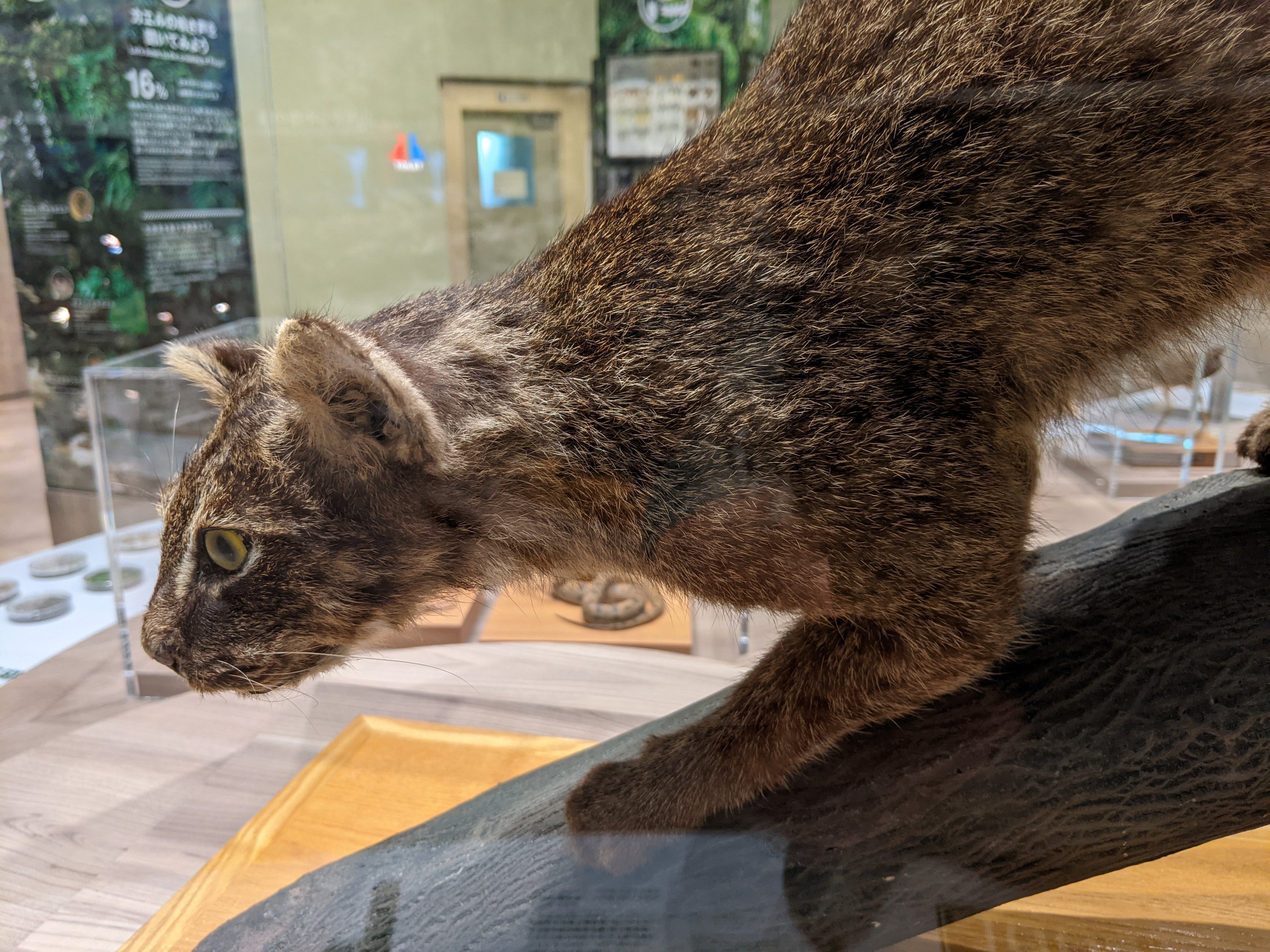 Iriomote Cat