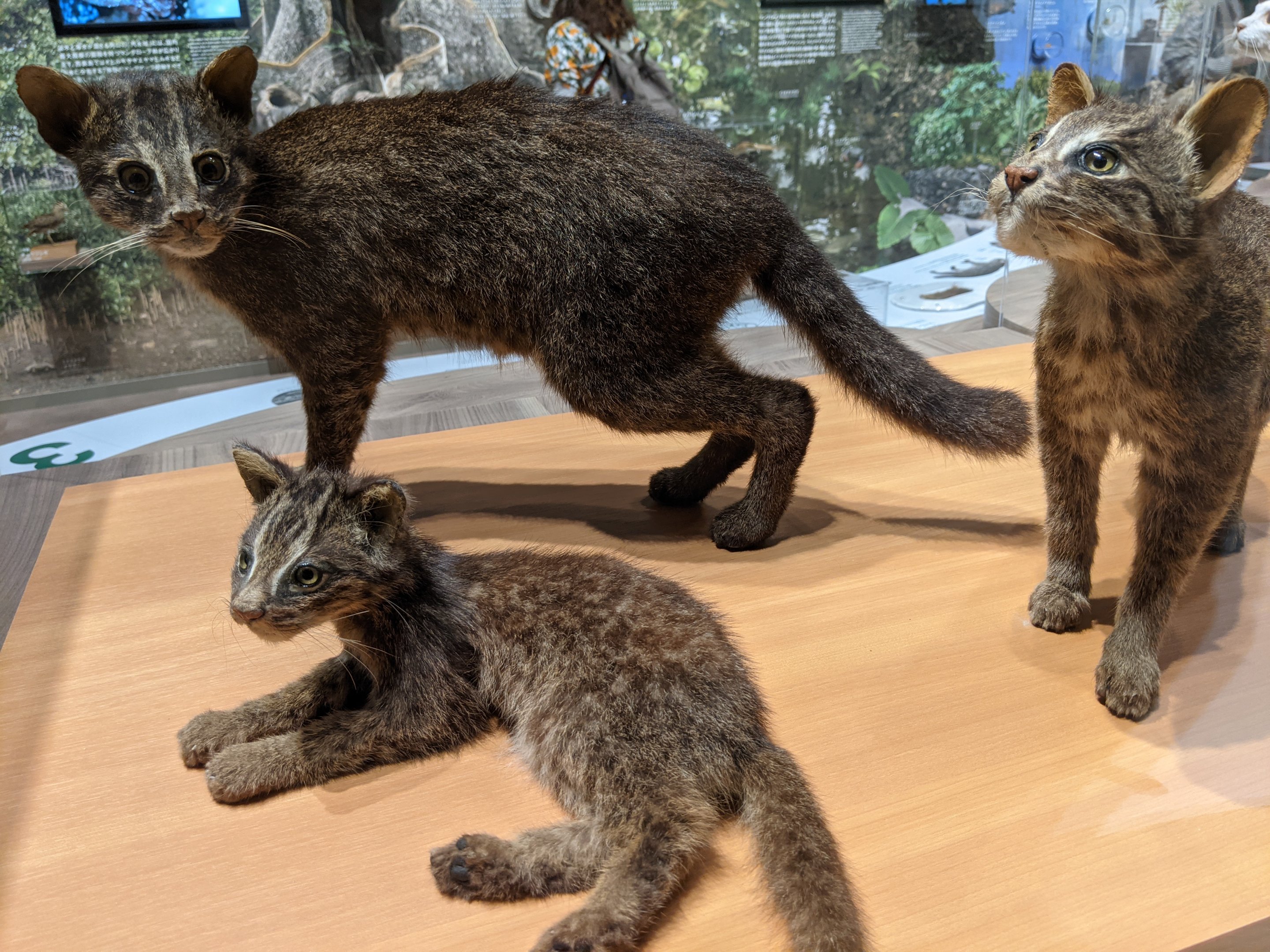 Iriomote Cats