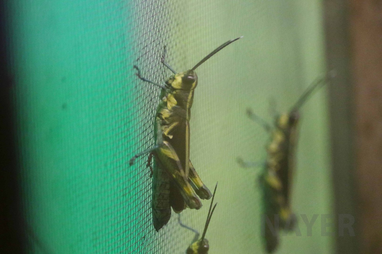 Iriomote forest grasshopper, October 2017