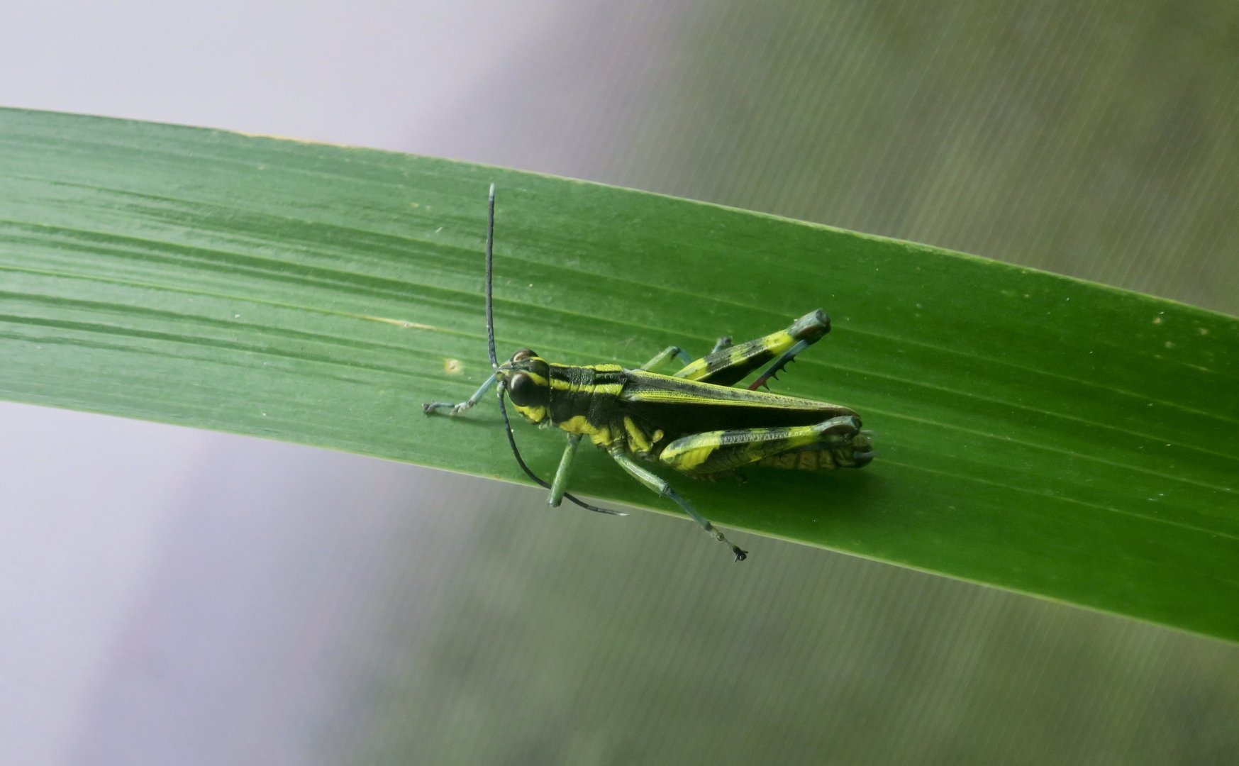 Iriomote Forest Grasshopper (Traulia ishigakiensis iriomotensis)
