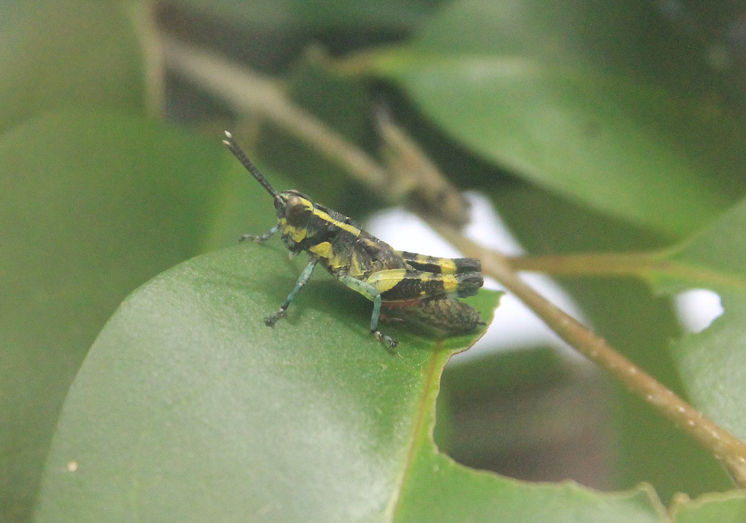 Iriomote Forest Grasshopper (Traulia ornata iriomotensis)