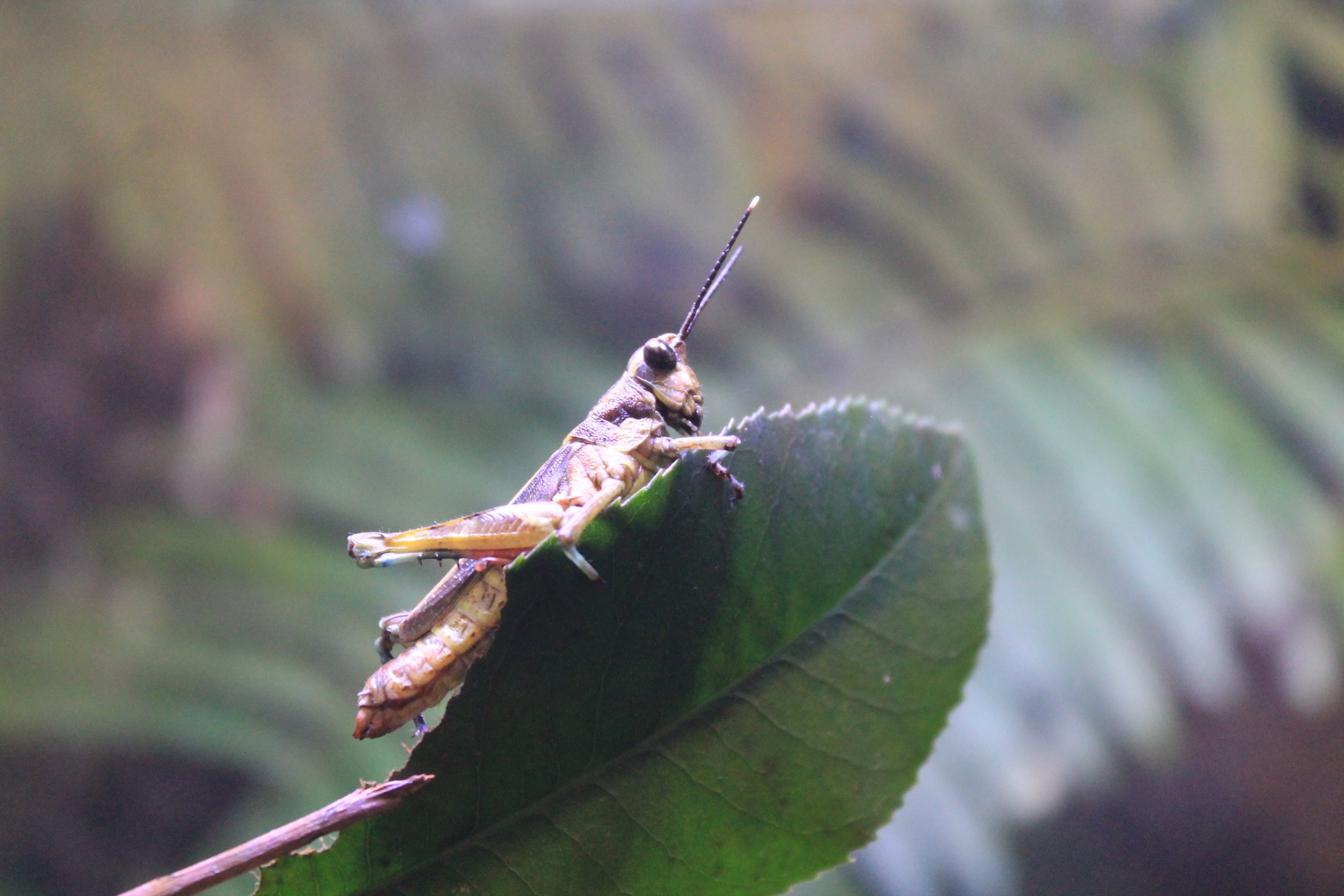 Iriomote Grasshopper (Traulia ishigakiensis iriomotensis)