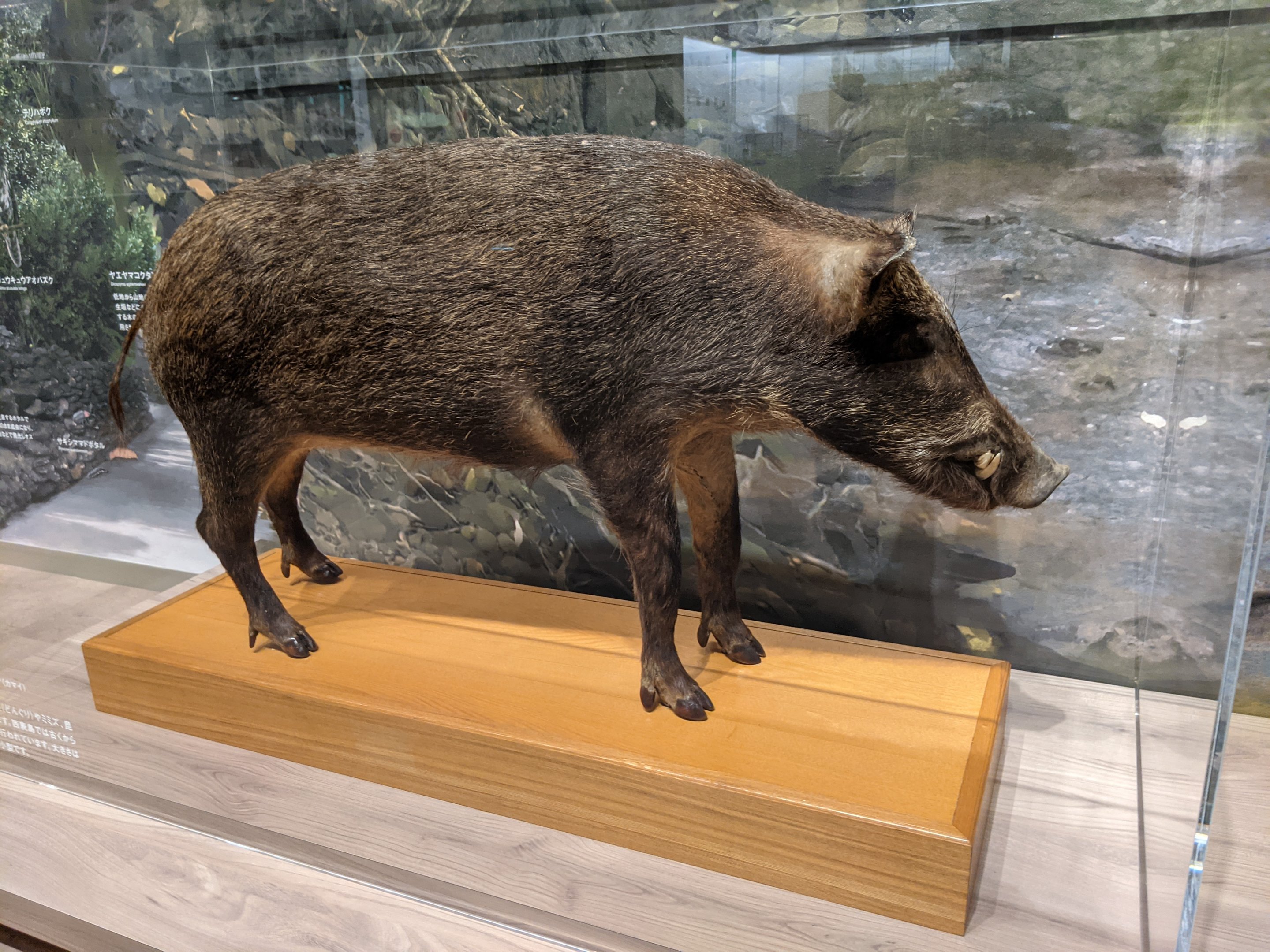 Iriomote Wild Pig (Sus scrofa riukiuanus)