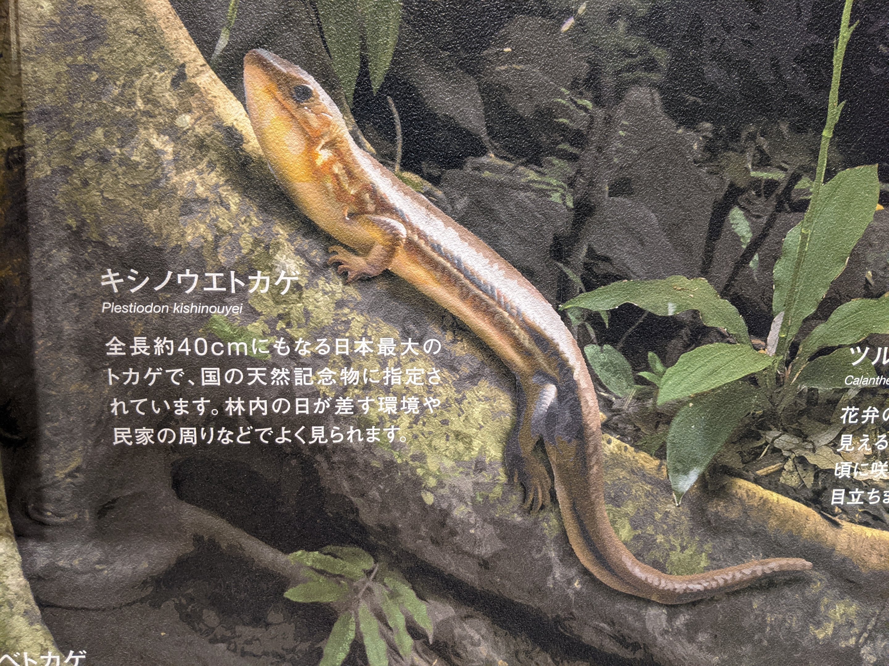 Iriomote Wildlife Conservation Center