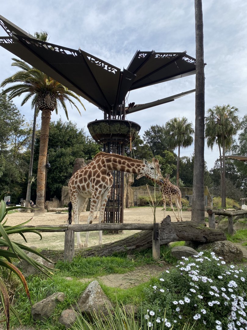 Iris - Female Giraffe