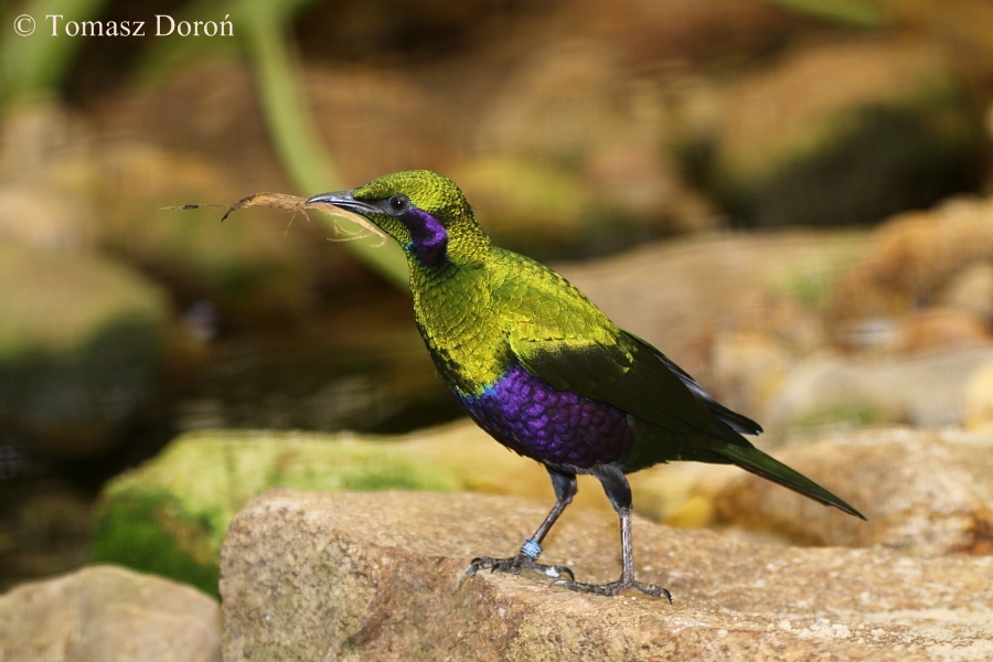 Iris Glossy Starling (Lamprotornis iris)