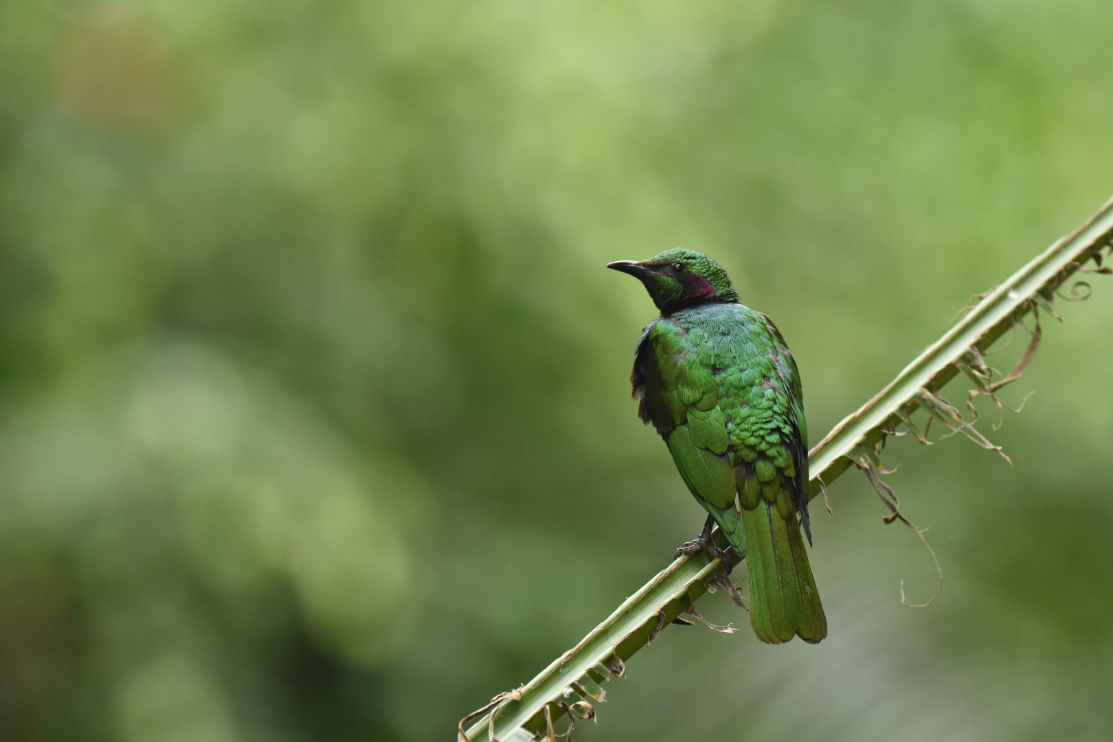 Iris Glossy-Starling Lamprotornis iris