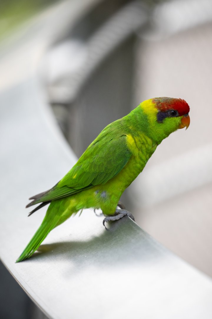 Iris Lorikeet (Psitteuteles iris)