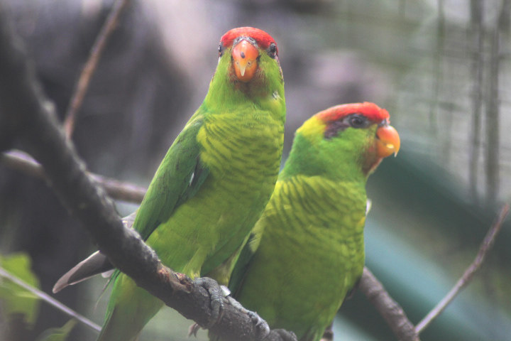 Iris lorikeet (Saudareos iris iris)