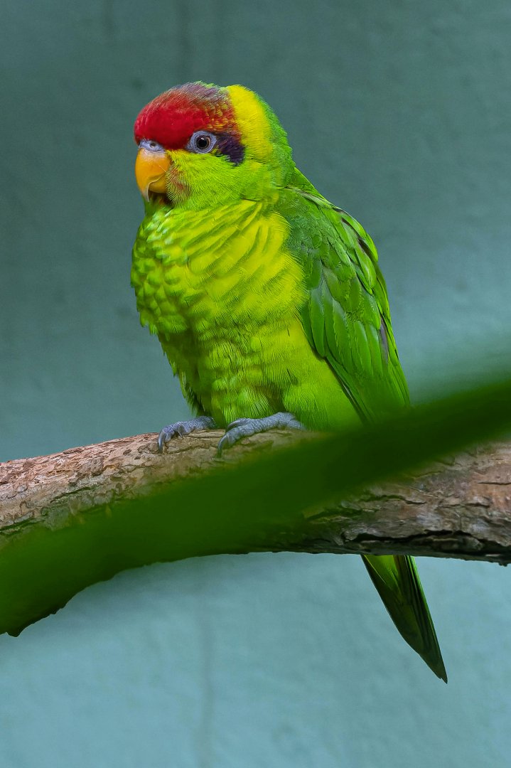 Iris lorikeet (Saudareos iris)