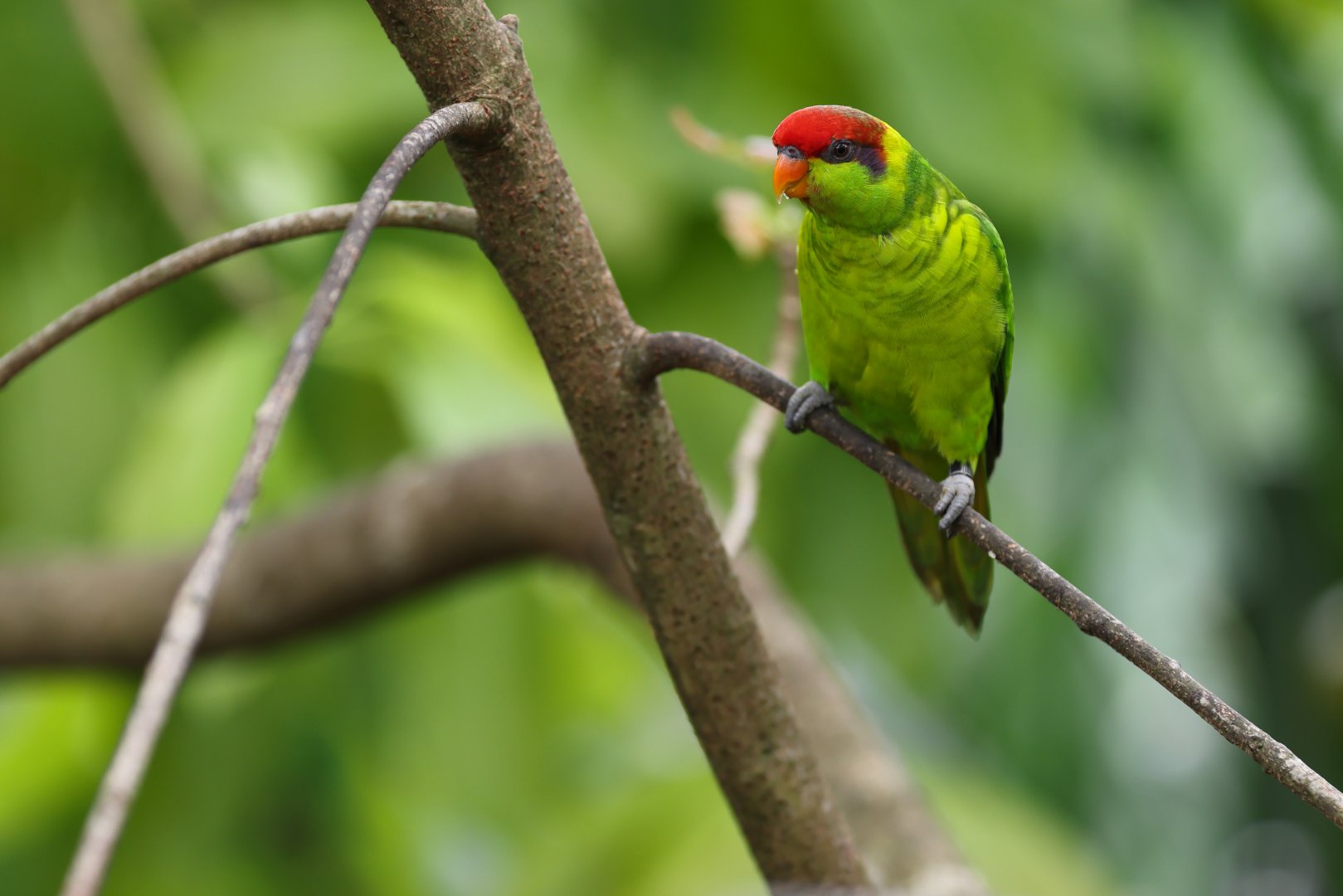 Iris Lorikeet (Trichoglossus iris) - Mysterious Papua