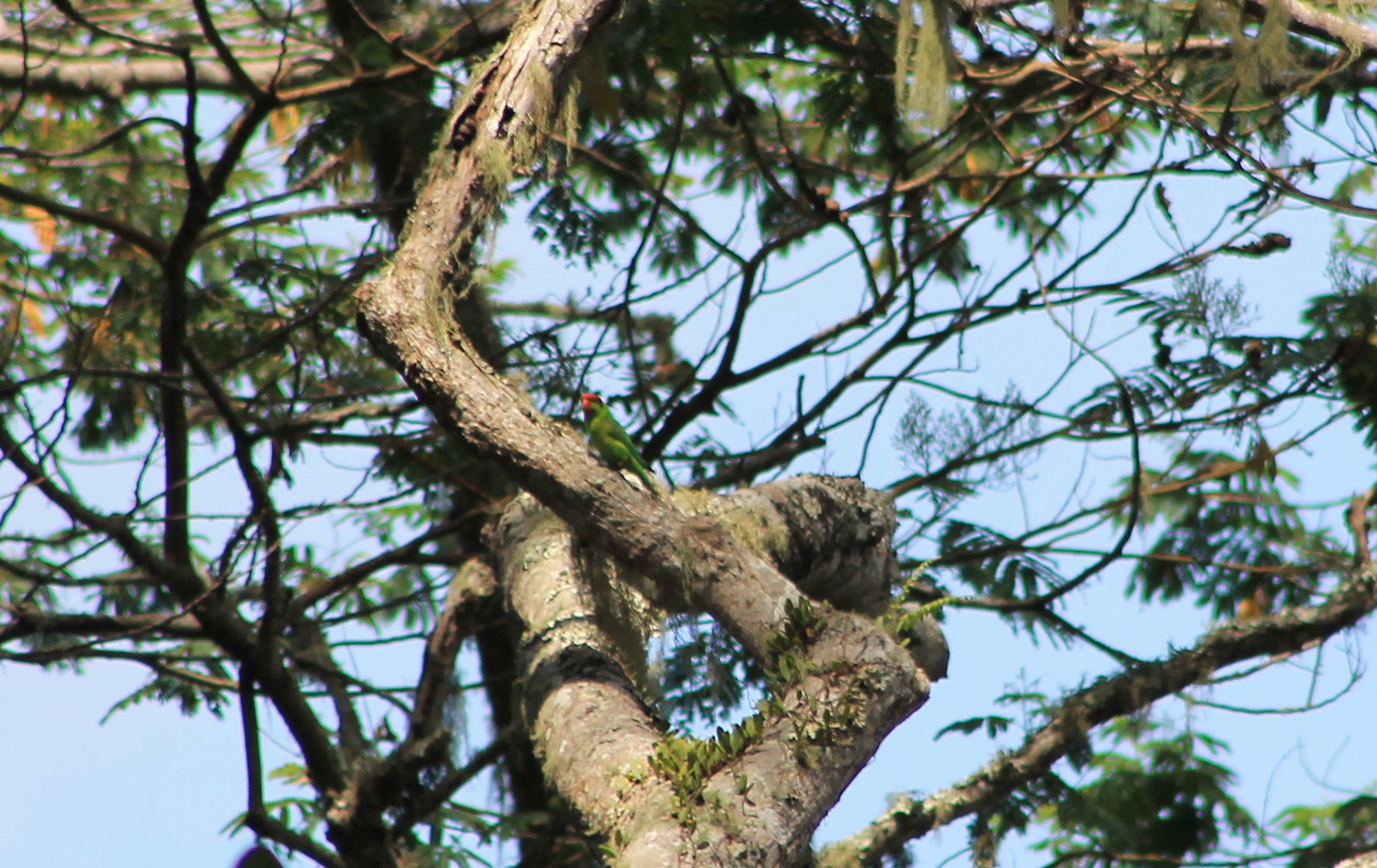 Iris Lorikeet (Trichoglossus iris)