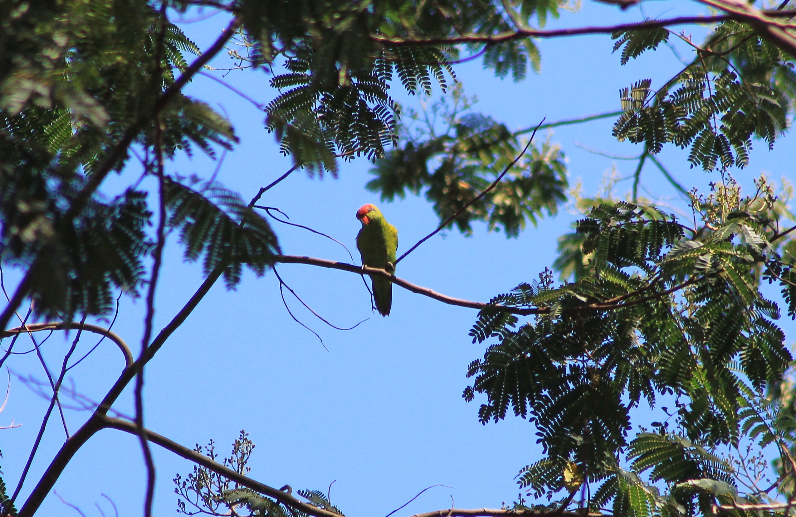 Iris Lorikeet (Trichoglossus iris)