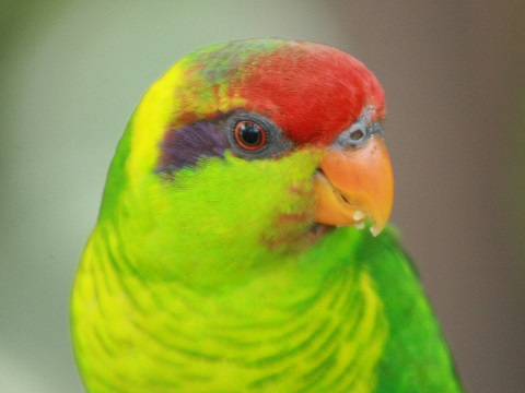 Iris Lorikeet
