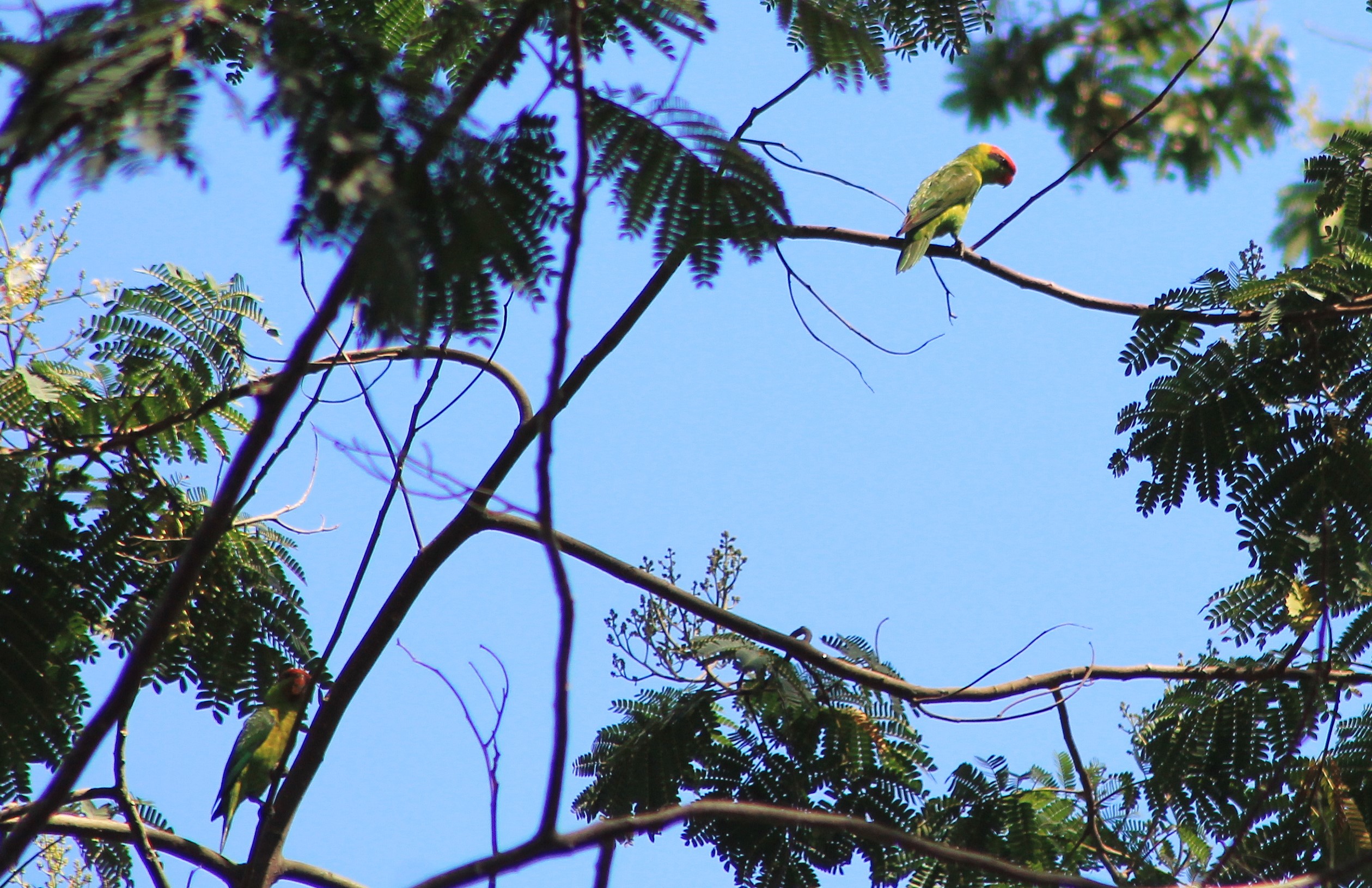 Iris Lorikeets (Trichoglossus iris)