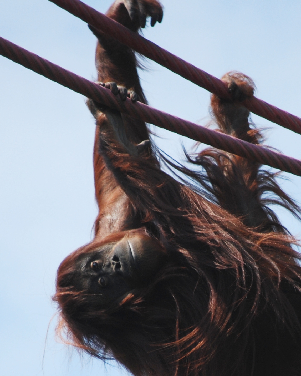 Iris orangutan on the O-Line