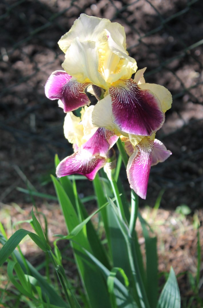 Iris