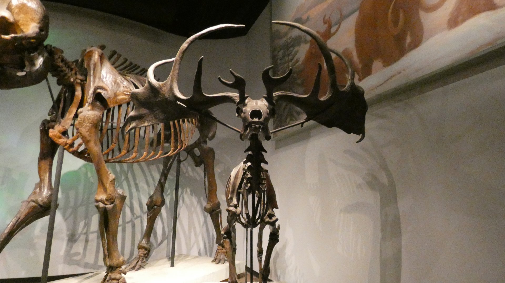 Irish Deer, Mammals of the Ice Age, Evolving Planet - Feb. 2022