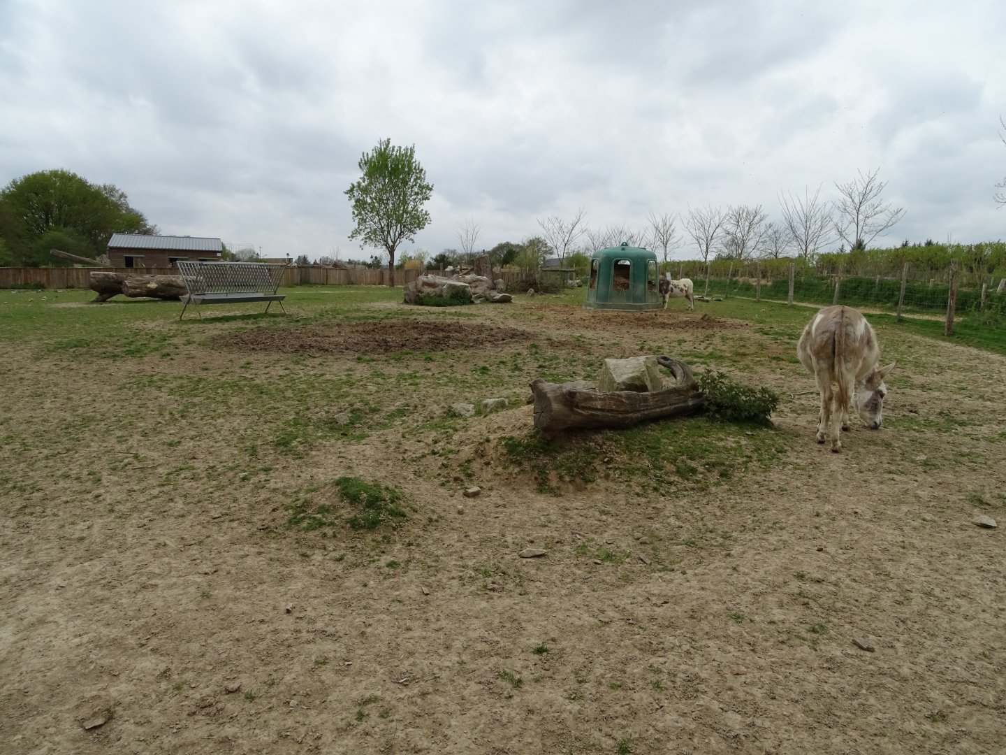 Irish donkey exhibit - Parc animalier d'Ecouves