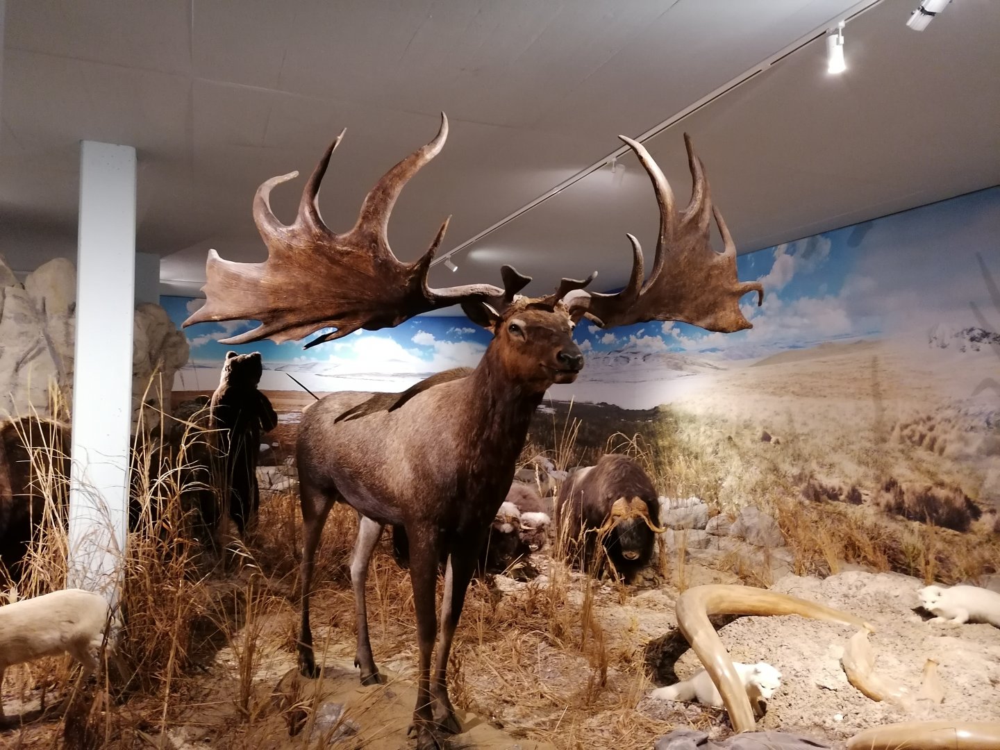 Irish elk reconstruction