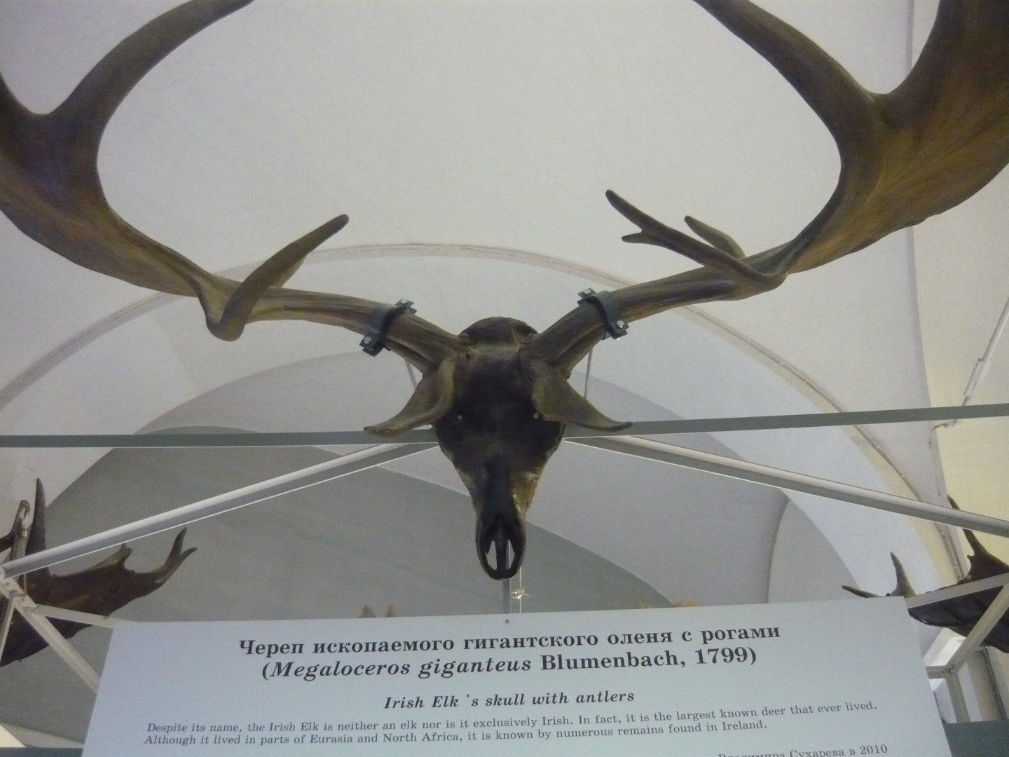 Irish elk skull