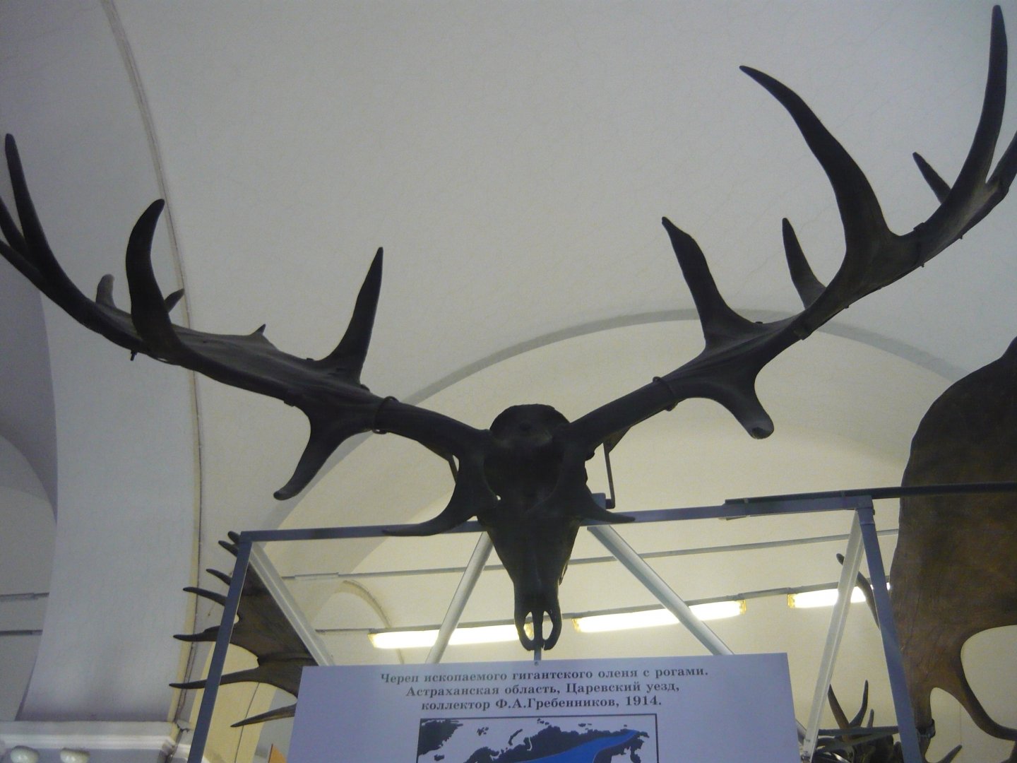 Irish elk skull
