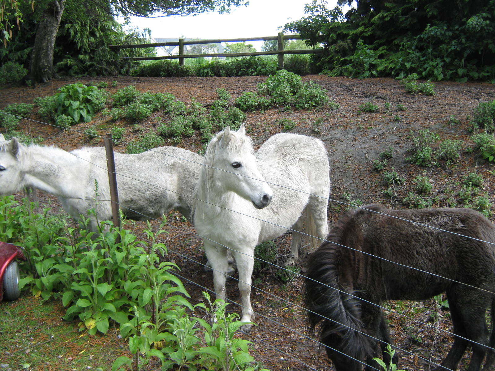 Irish stand-pit ponies