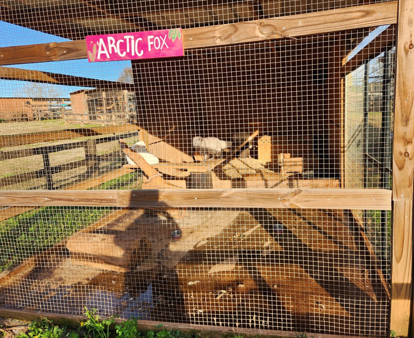 Iron P Homestead Zoo - Arctic Fox enclosure
