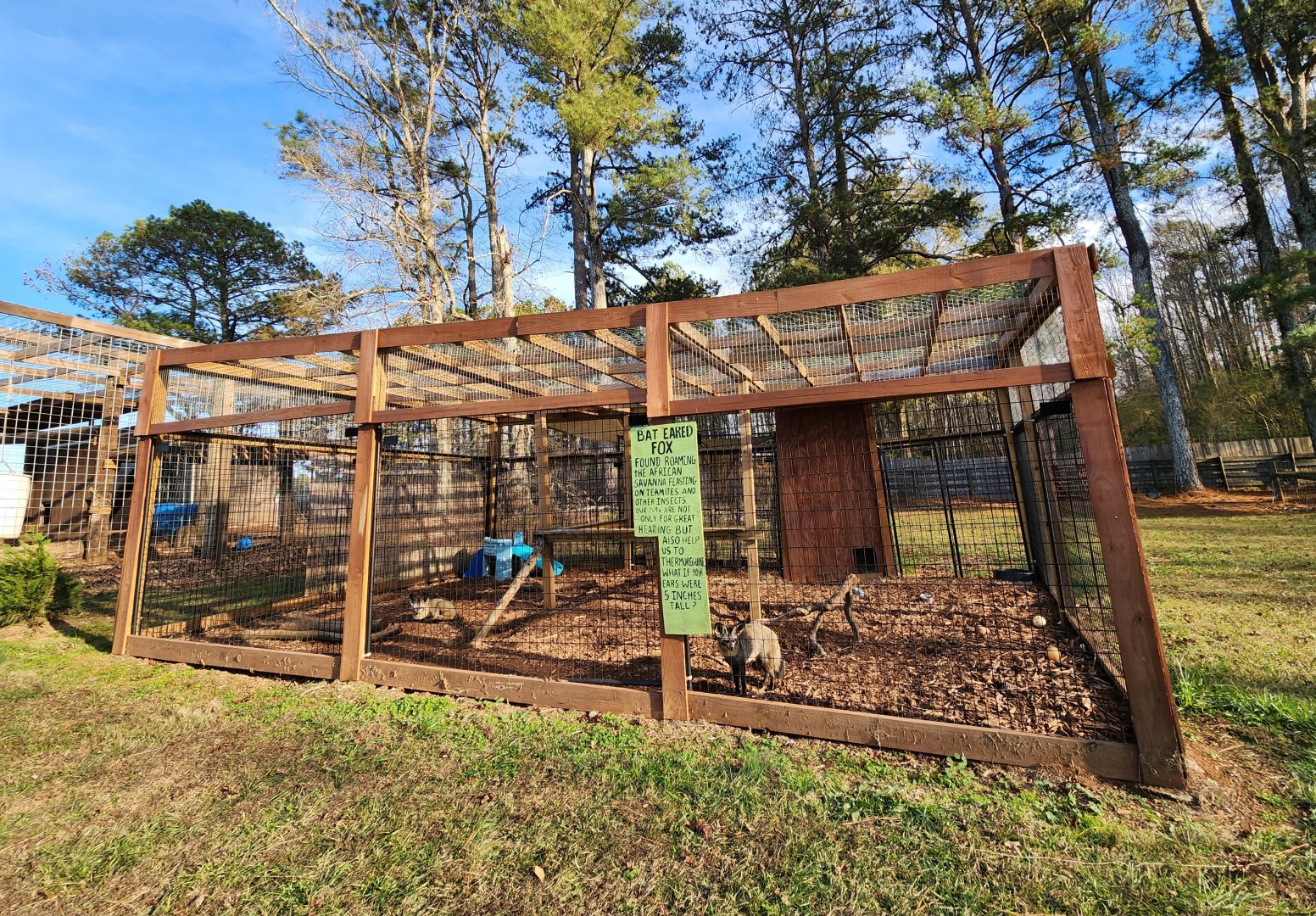 Iron P Homestead Zoo - Bat-eared Fox enclosure