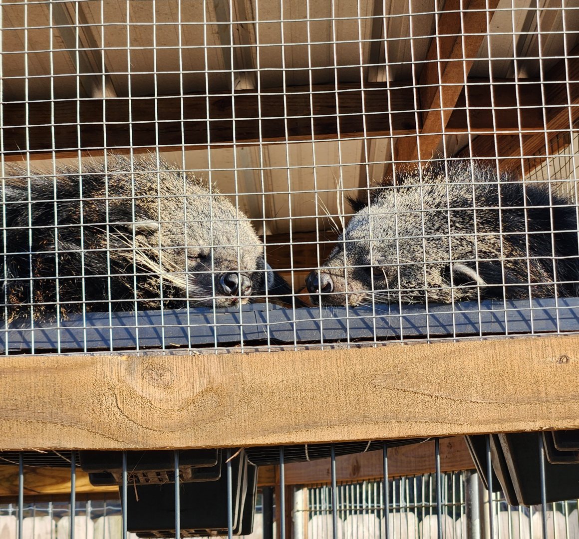Iron P Homestead Zoo - Binturongs
