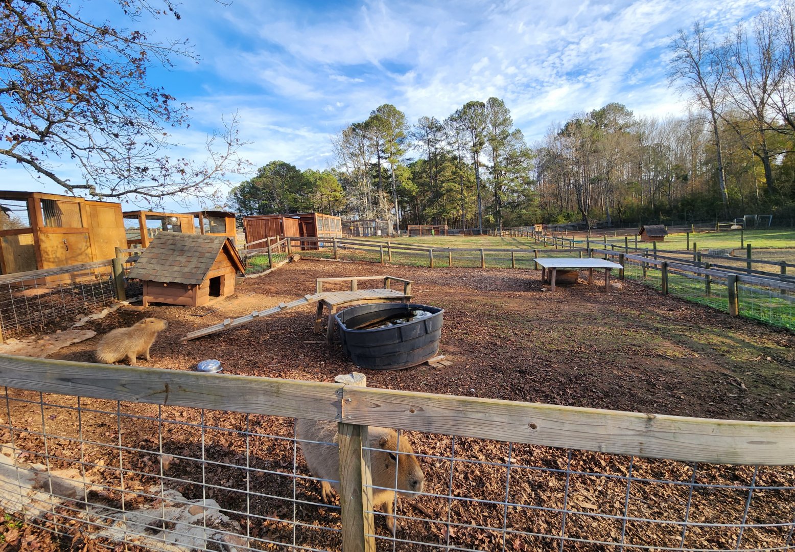 Iron P Homestead Zoo - Capybara yard