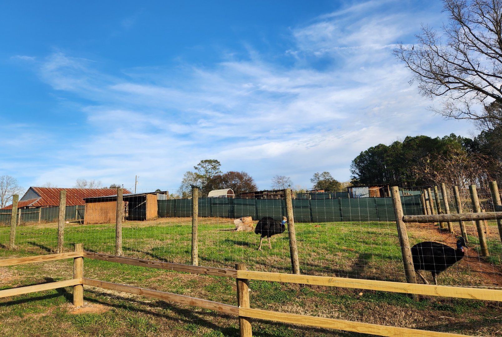 Iron P Homestead Zoo - Cassowary yard