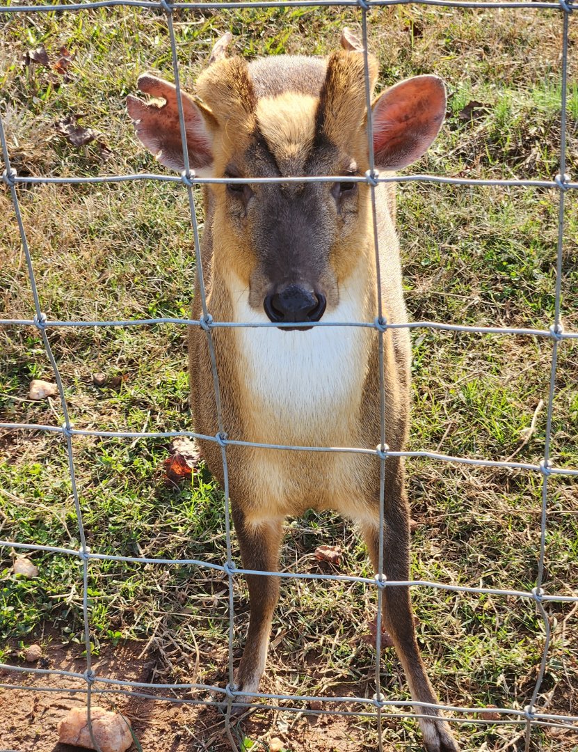 Iron P Homestead Zoo - Chinese Muntjac