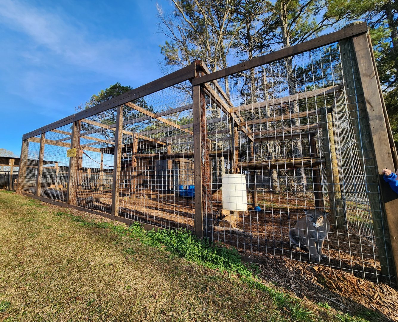 Iron P Homestead Zoo - Cougar enclosure