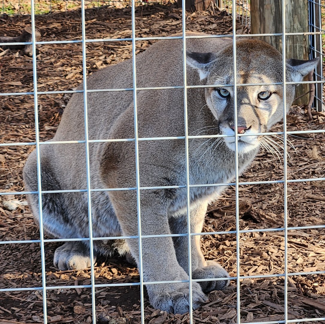Iron P Homestead Zoo - Cougar