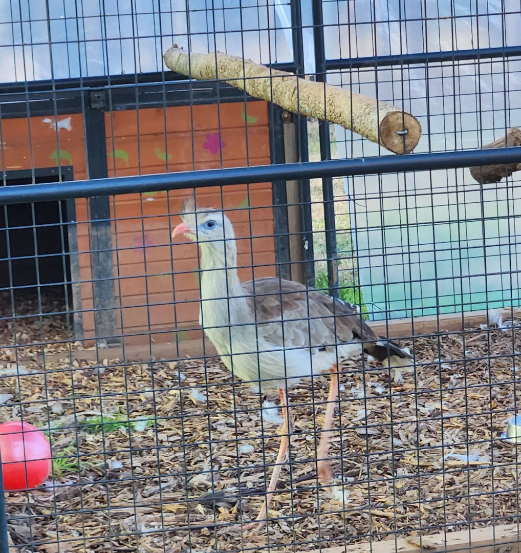 Iron P Homestead Zoo - Crested Seriema