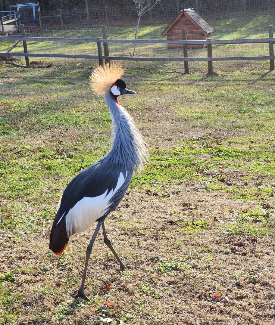 Iron P Homestead Zoo - Gray Crowned Crane