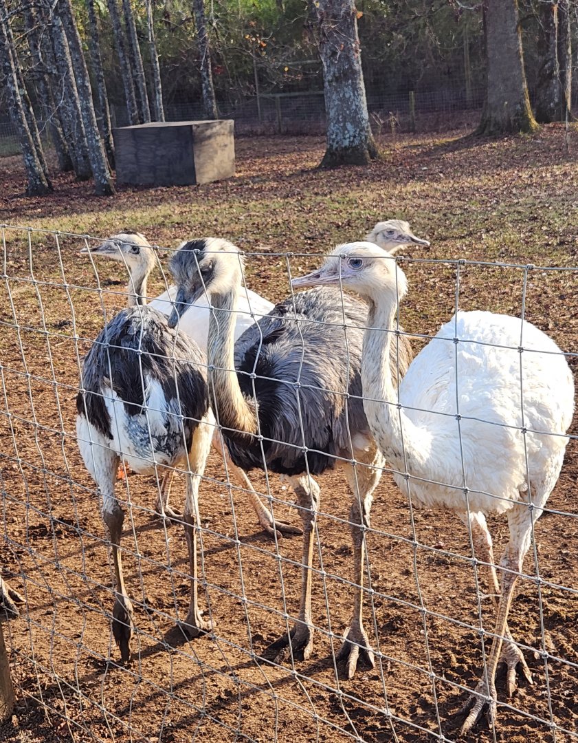 Iron P Homestead Zoo - Greater Rhea