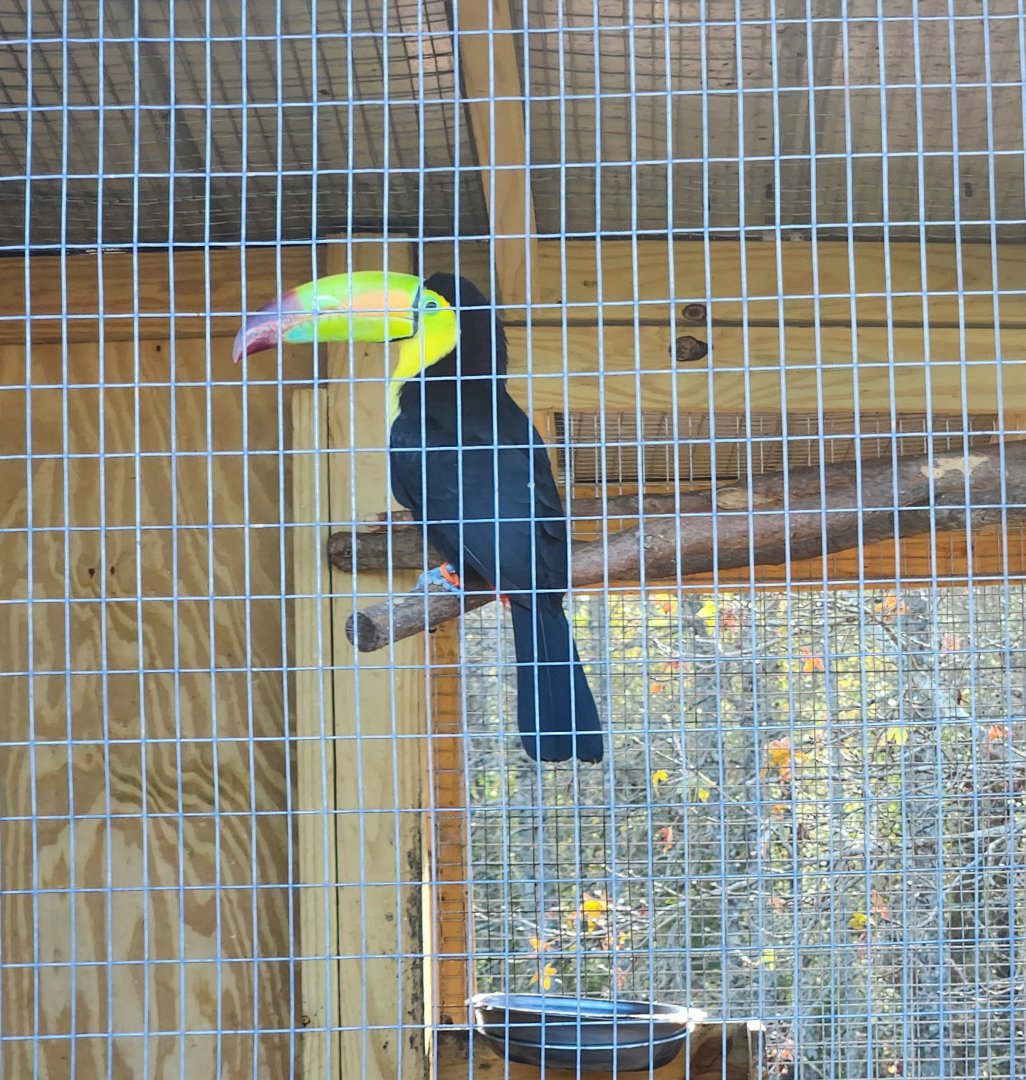 Iron P Homestead Zoo - Keel-billed Toucan