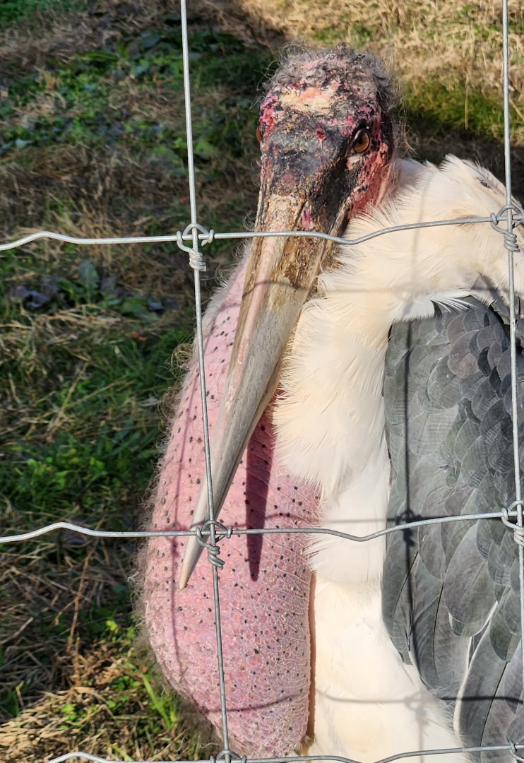 Iron P Homestead Zoo - Marabou Stork