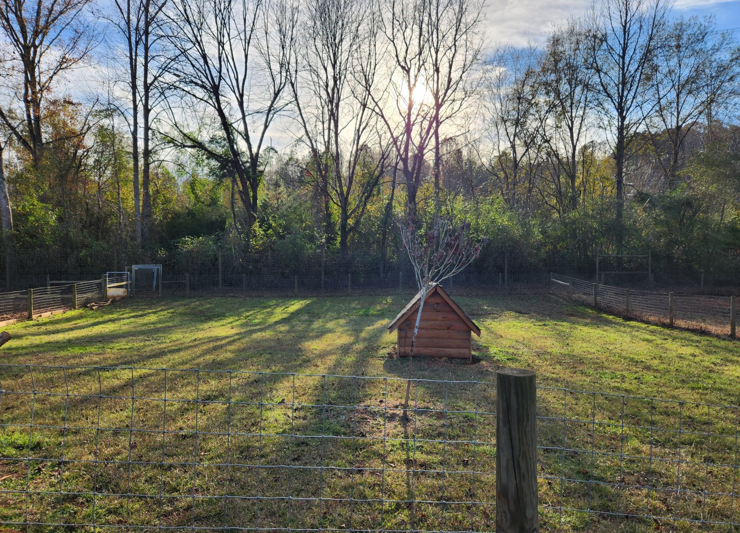 Iron P Homestead Zoo - Muntjac yard