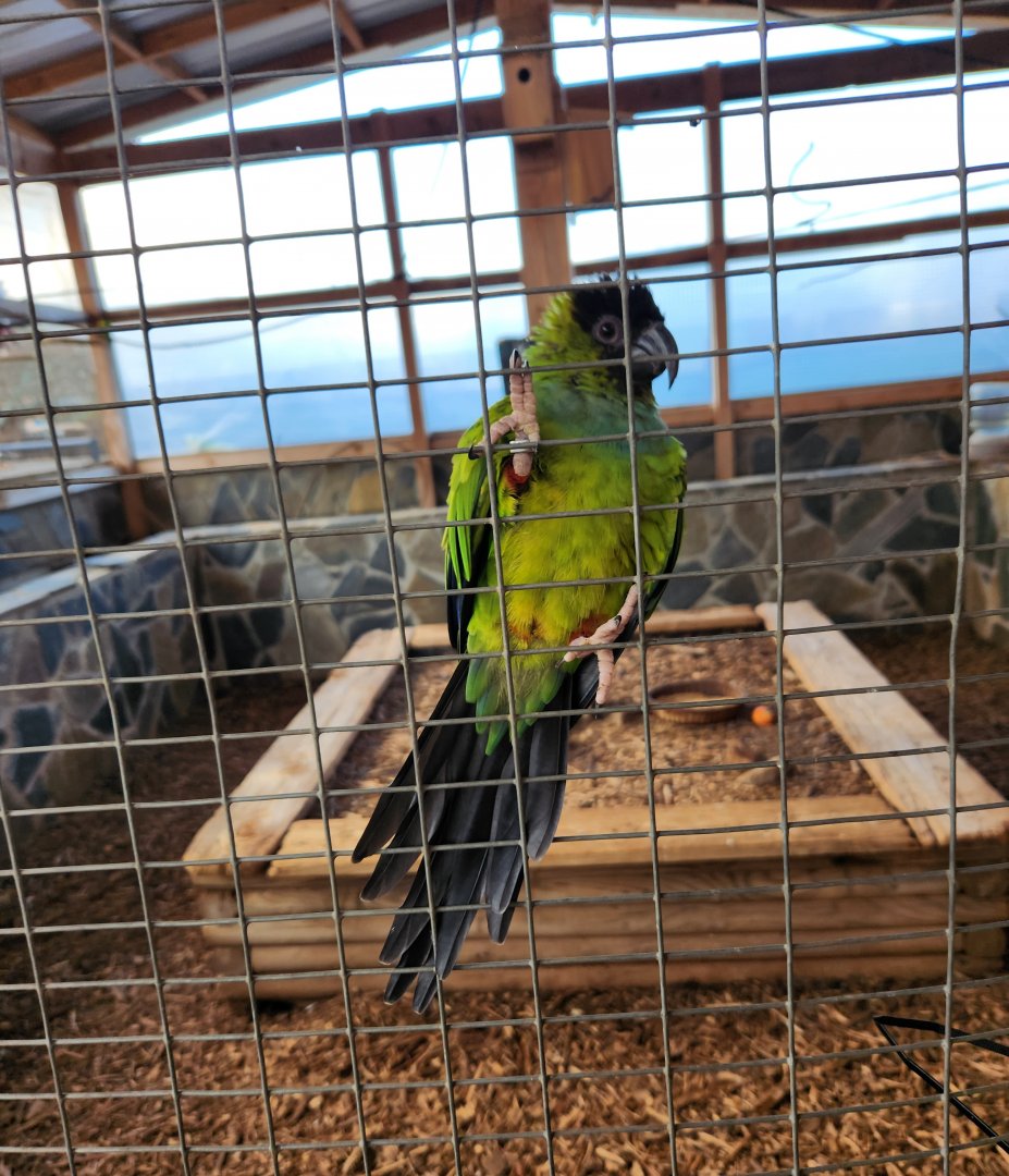 Iron P Homestead Zoo - Nanday Parakeet