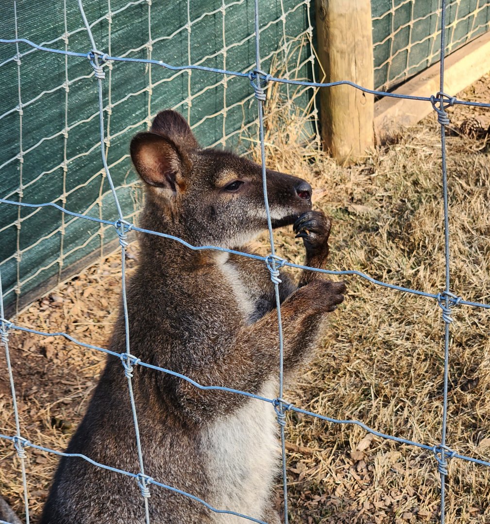 Iron P Homestead Zoo - Red-necked Wallaby