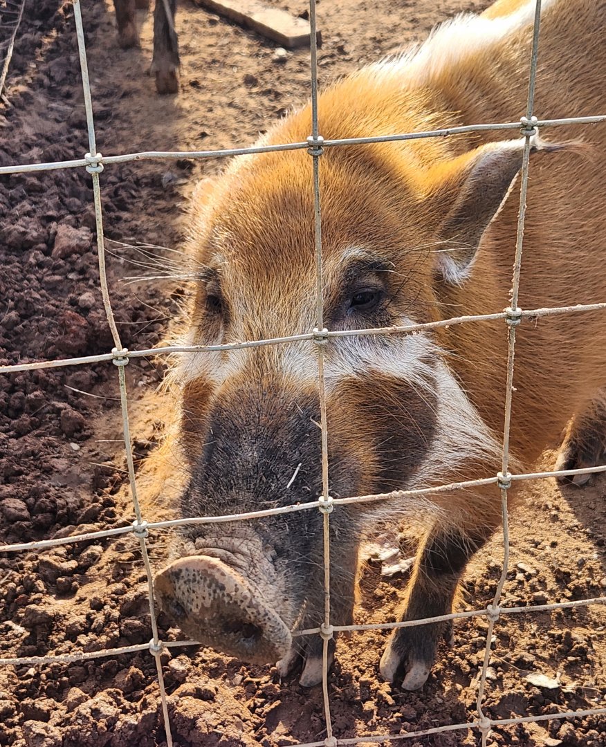 Iron P Homestead Zoo - Red River Hog