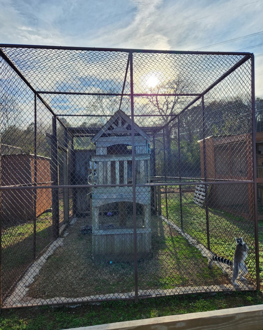 Iron P Homestead Zoo - Ringtail Lemur enclosure
