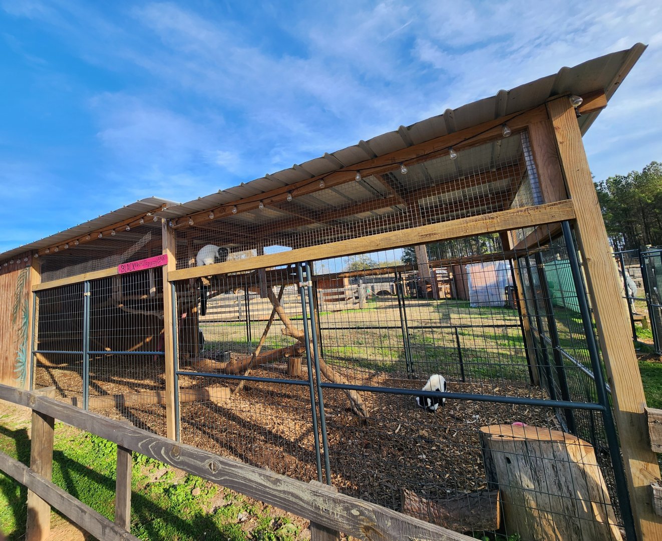 Iron P Homestead Zoo - Ruffed Lemur enclosure