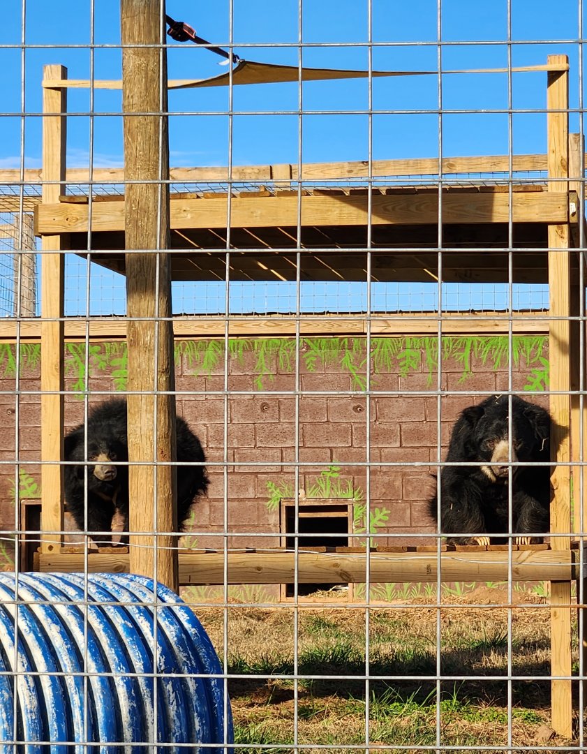 Iron P Homestead Zoo - Sloth Bear pair