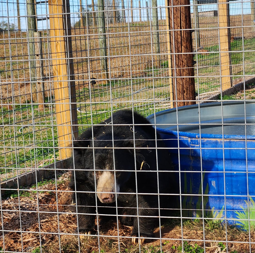 Iron P Homestead Zoo - Sloth Bear