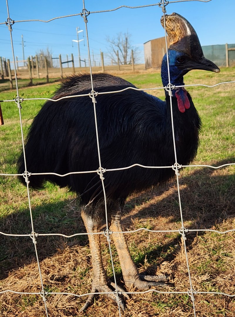 Iron P Homestead Zoo - Southern Cassowary